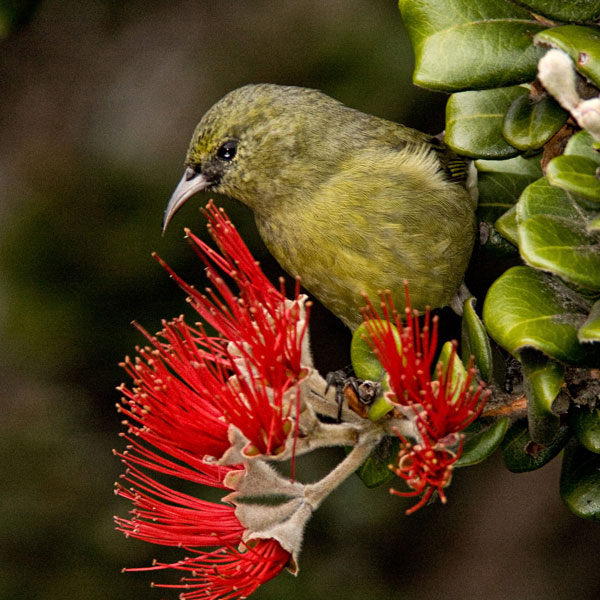Native Hawaiian bird perched on a ohia flower