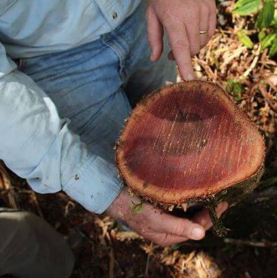 Person pointing to fungus on cut stump of ohia