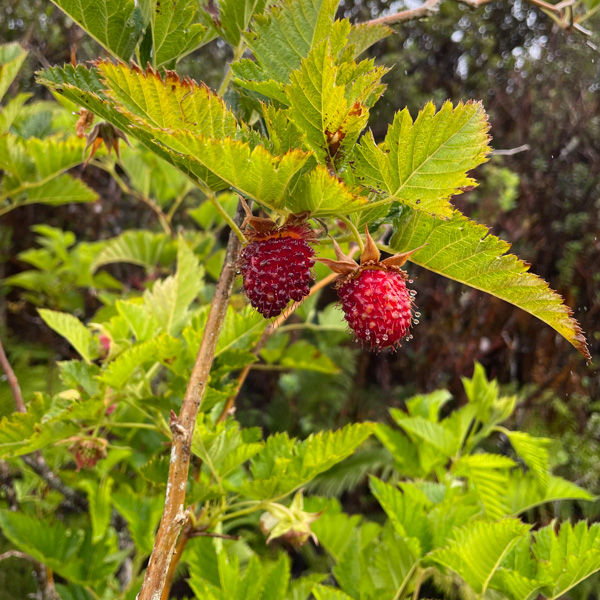 Akala Berries