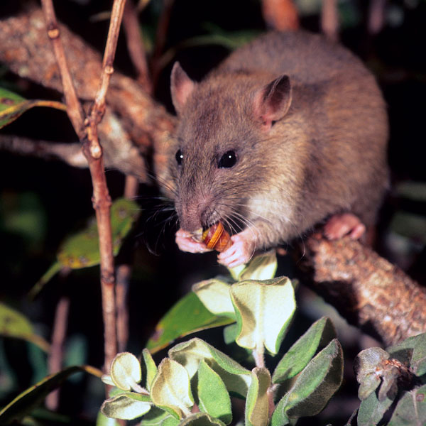Rat eating a snail